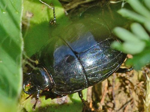 Réf. 358 845 : Hister quadrimaculatus